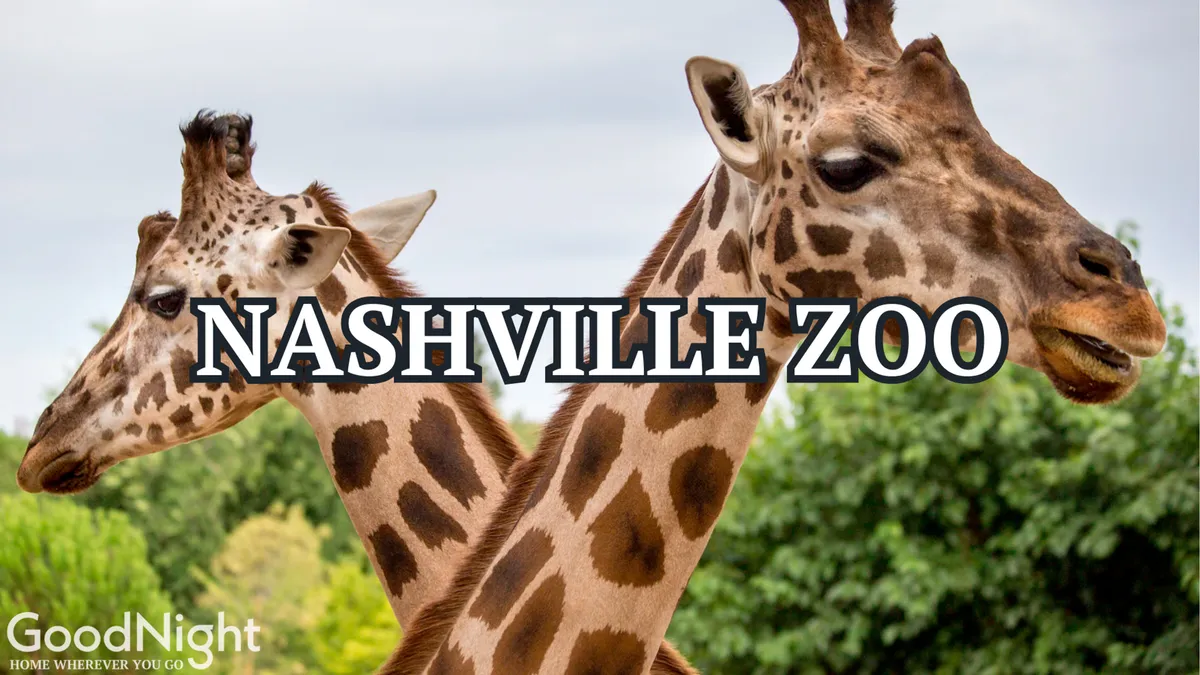 A pair of giraffes stands amidst lush greenery, capturing the excitement and educational opportunities of a day at the Nashville Zoo. The scene exudes a joyful, family-friendly vibe, with open spaces and close-up animal encounters.